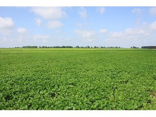 Property photo 9 - MID-DELTA REGION PRODUCTIVE CROPLAND AUCTION - 4,783+/- ACRES OFFERED IN 10 TRACTS